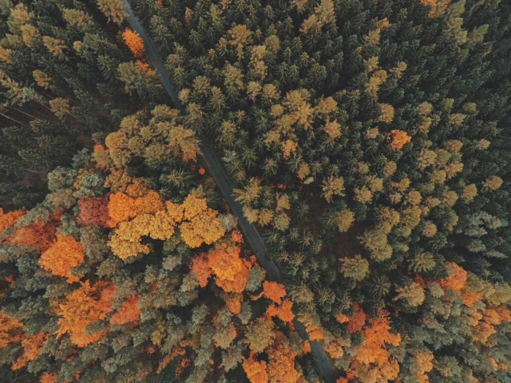 Fall leaves that will fall onto your commercial roof